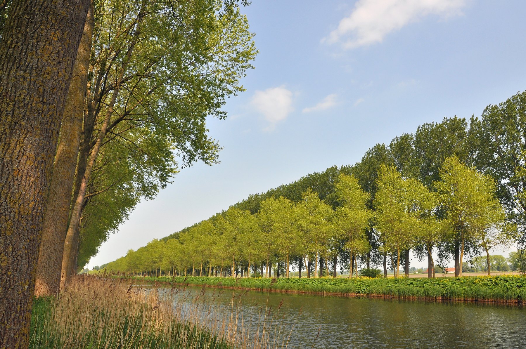 The Damse Vaart between rows of poplars, on a sunny day