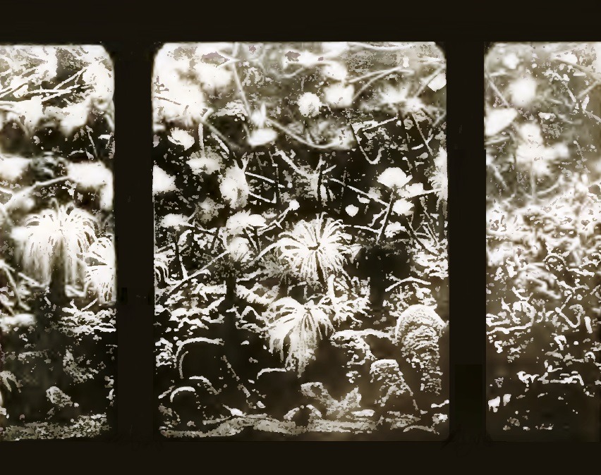 1901 photograph: a tank of the Neapolitan aquarium seen through the glass, with a bottom of rocks, tube worms, and sea anemones