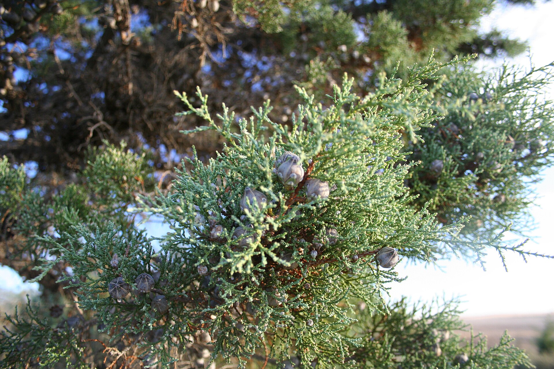 Cypress